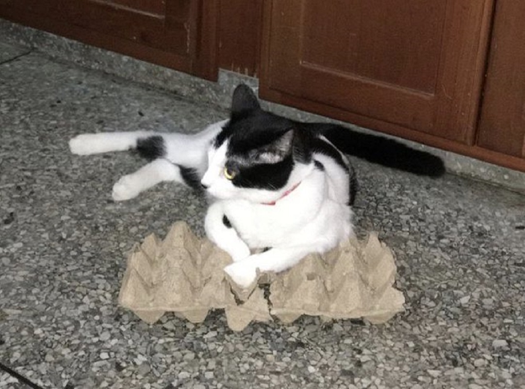 Servicio Público: Van cinco meses desde que desapareció la gatita Lulú en Safari Carabobo