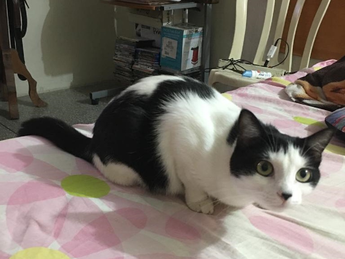Servicio Público: Van cinco meses desde que desapareció la gatita Lulú en Safari Carabobo
