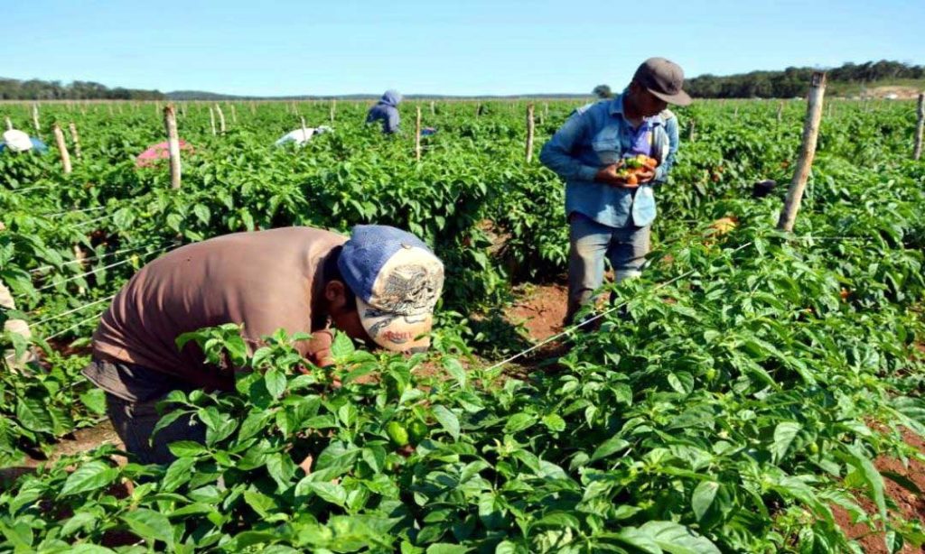 Agricultores claman por financiamiento bancario y combustible