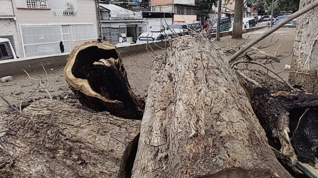 Murió septuagenario atacado por enjambre de abejas en una plaza de Catia