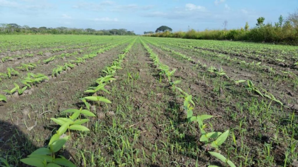 Fedeagro alerta sobre la drástica reducción de tierras sembradas en Venezuela