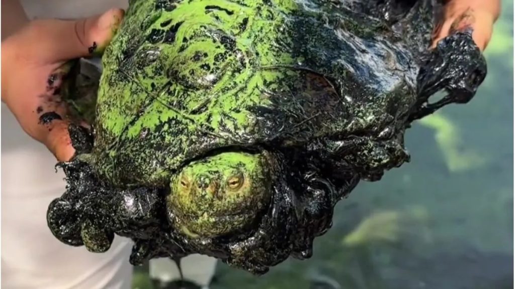 Ambientalistas atendieron a 22 animales cubiertos con petróleo en el Lago de Maracaibo en 2023
