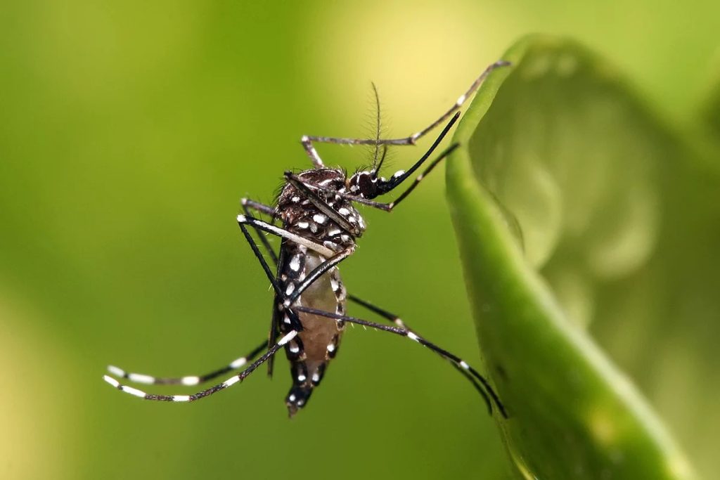 Casos de dengue