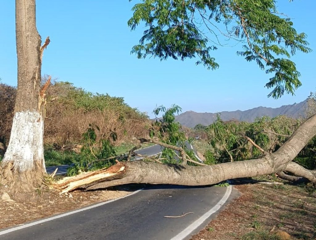 Fuertes vientos tumbaron un árbol en San Diego este miércoles