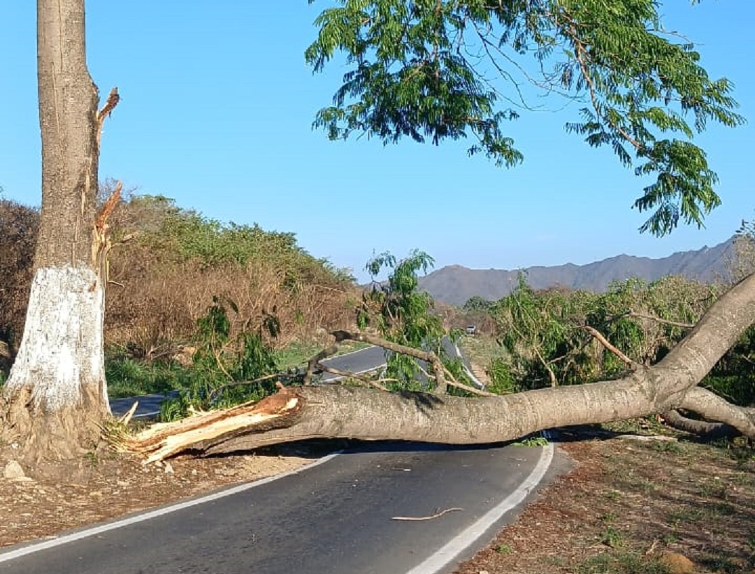 Fuertes vientos tumbaron un árbol en San Diego este miércoles