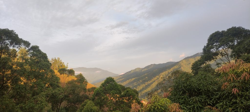 día mundial de los bosques