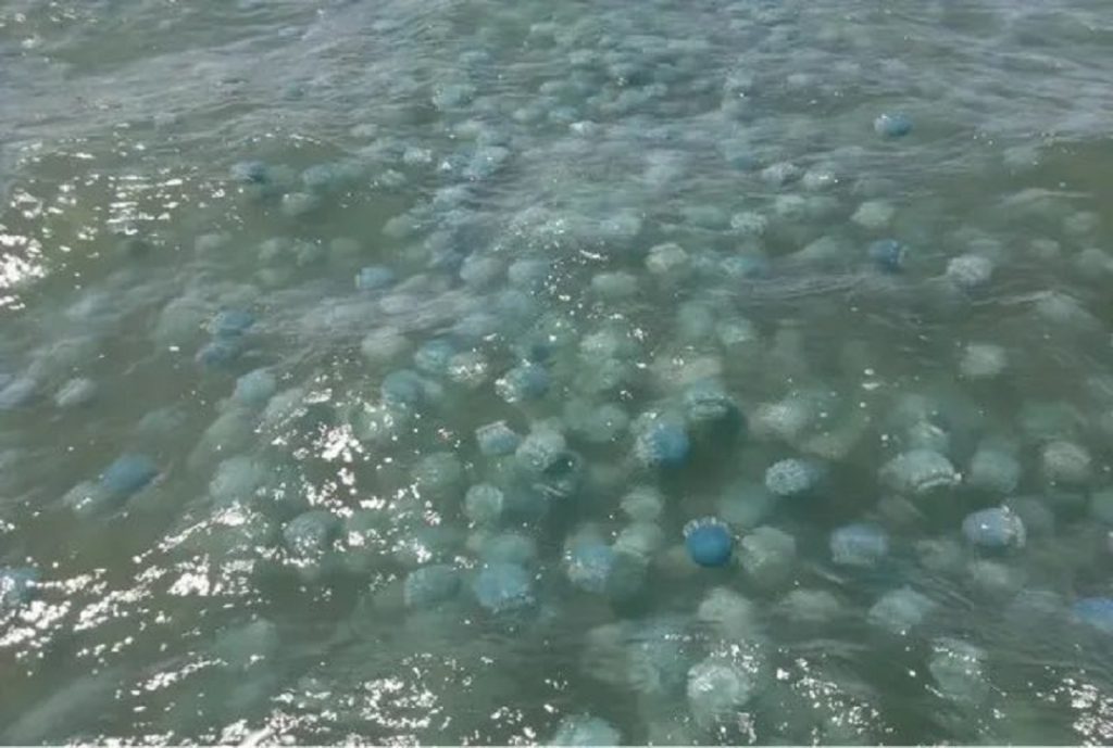 medusas