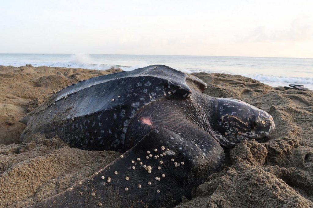 Un ejemplar de la especie dermochelys coriácea, la tortuga marina más grande del planeta, soltó sus huevos en una playa de Margarita.