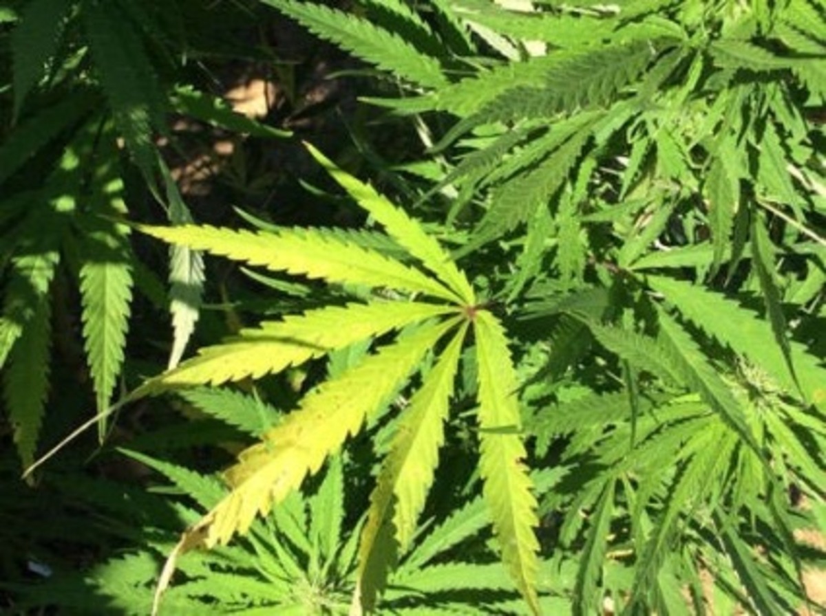 Marihuana
