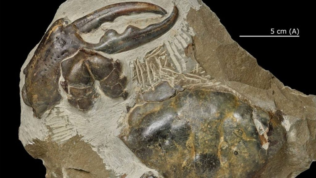 Un grupo de científicos brasileños identificó el fósil de una nueva especie de cangrejo completamente desconocido para la ciencia, con más de 20 millones de años
