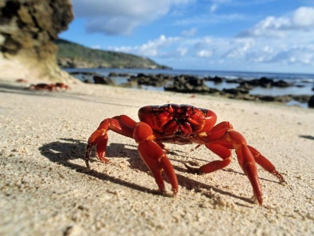 Investigadores descubrieron una nueva especie de cangrejo portúnido en aguas andaluzas gracias al uso de técnicas moleculares