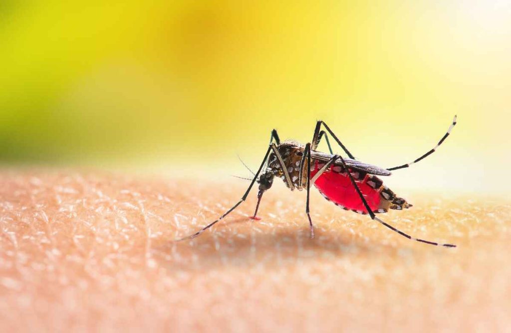 La OMS conmemoró este jueves el Día Internacional contra la Malaria, enfermedad que aún causa más de 600.000 muertes anuales