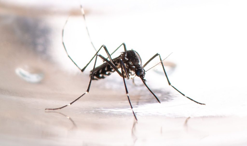 OPS avisó sobre posible epidemia de dengue en América Latina