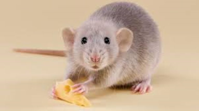 Embriones de ratones que iban a carecer del cerebro anterior o del bulbo olfativo pudieron desarrollarlos usando neuronas cultivadas a partir de células madre de rata