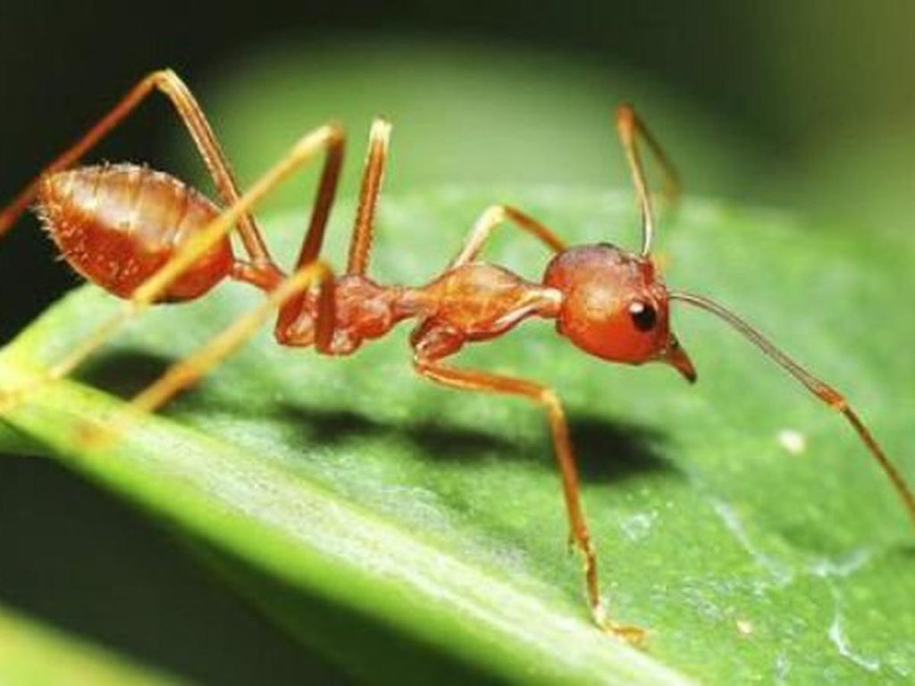 Un equipo de investigadores buscan confirmar el primer registro en territorio ecuatoriano de la hormiga tejedora 'camponotus textor'