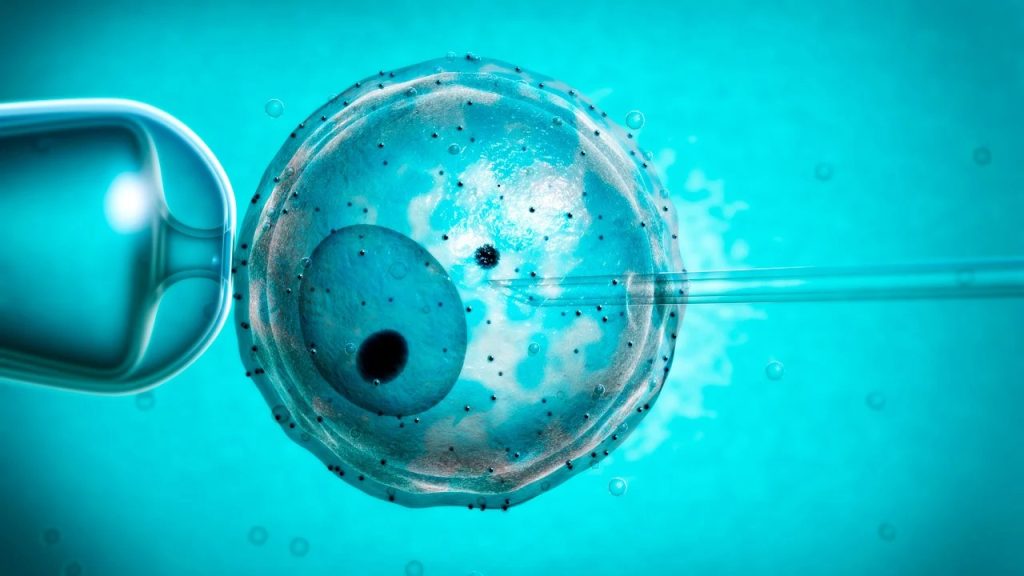 Científicos lograron generar células capaces de convertirse en espermatozoides u óvulos usando células madre pluripotentes inducidas (iPS)