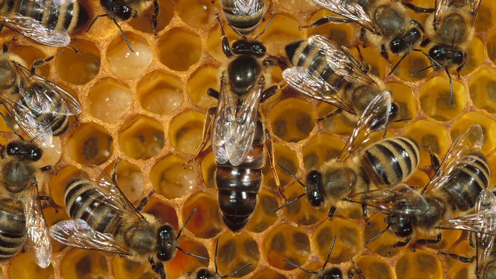 Día Mundial de las Abejas