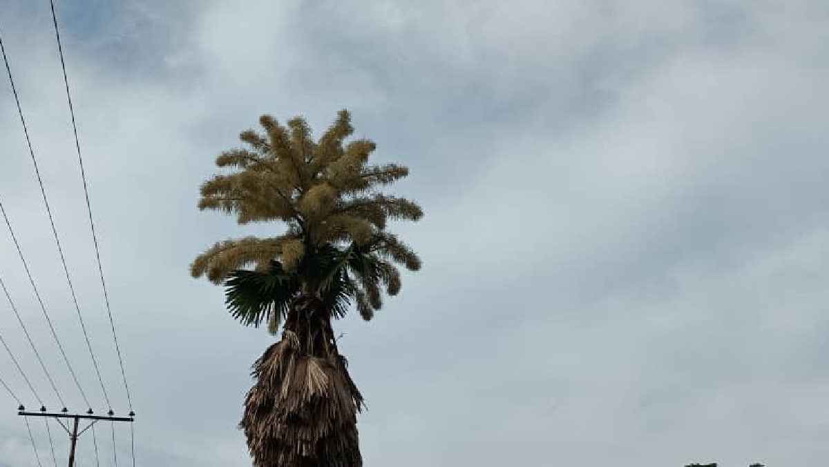 palma