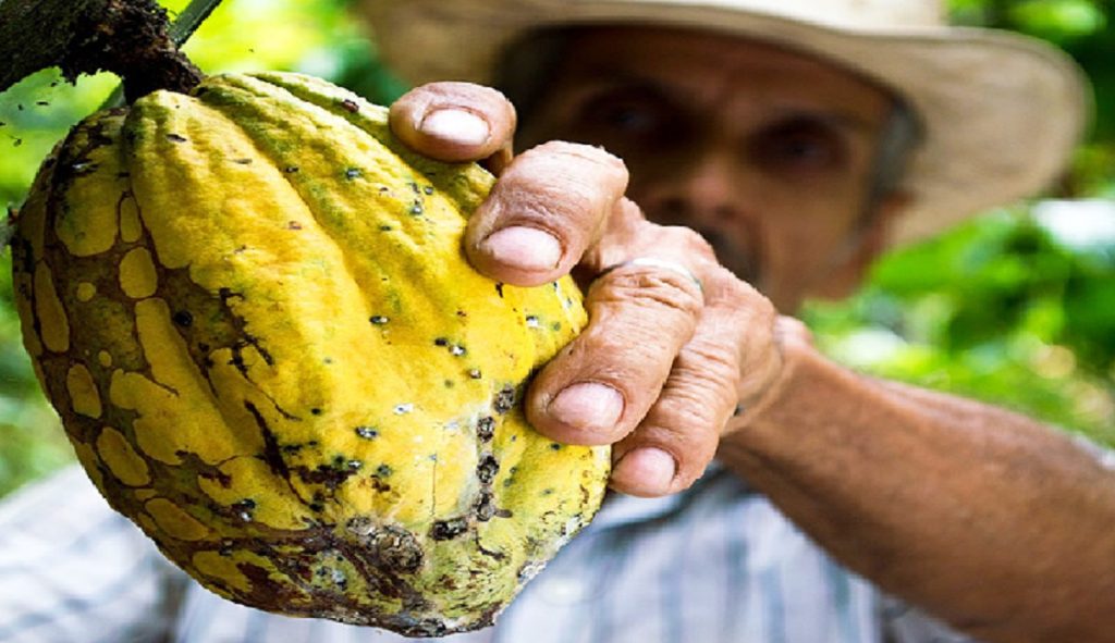 cacao