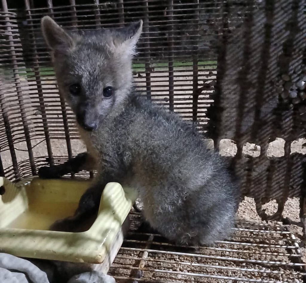 Vecinos de Naguanagua lograron rescatar un cachorro de zorro