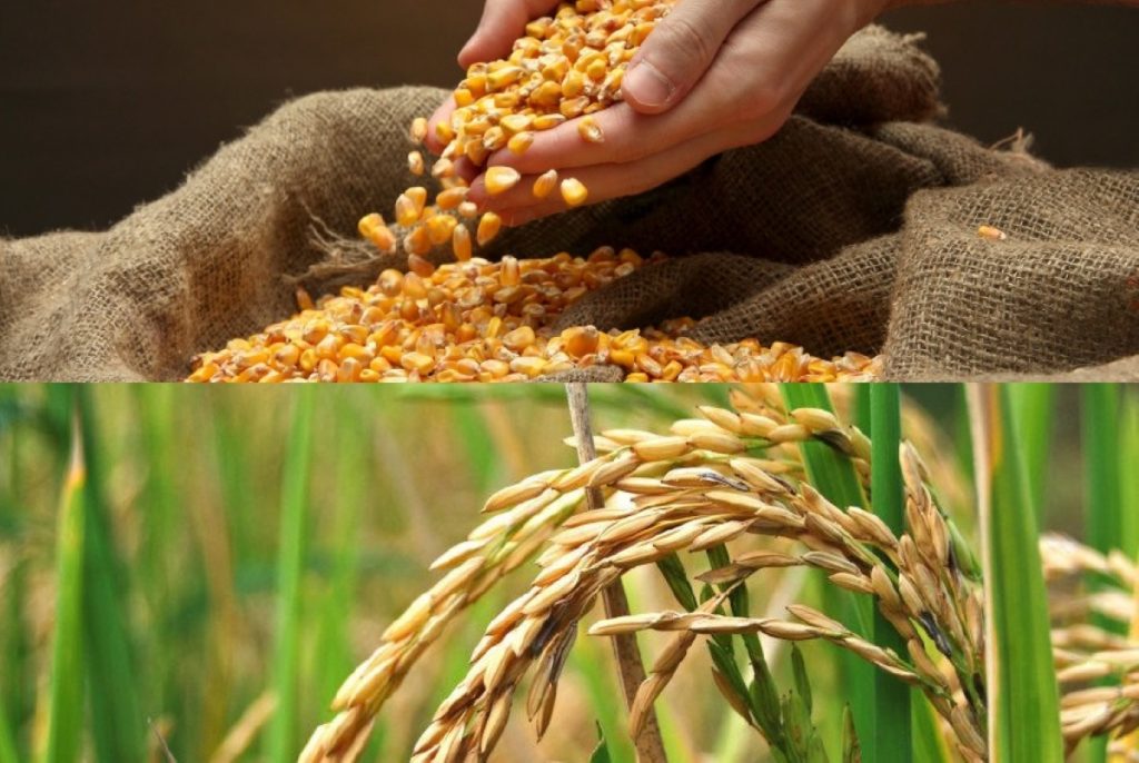En Venezuela, los índices de cultivo y producción de arroz, maíz, azúcar y camarones aumentaron este año según presidente de la SVIAA