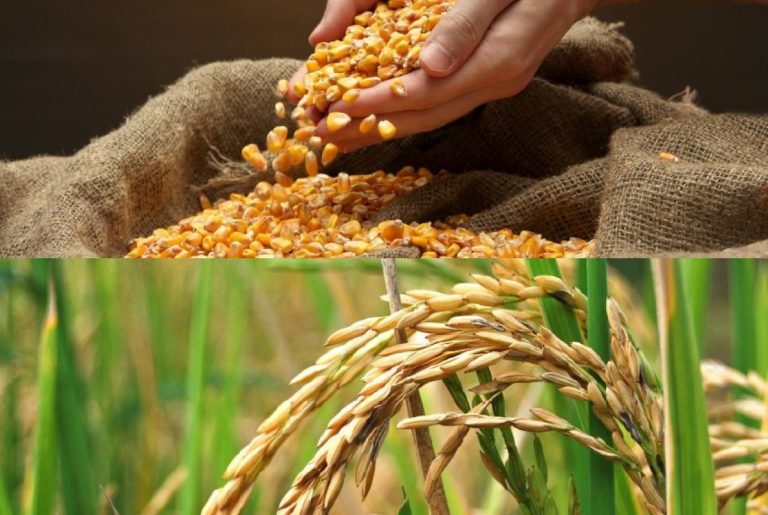 En Venezuela, los índices de cultivo y producción de arroz, maíz, azúcar y camarones aumentaron este año según presidente de la SVIAA