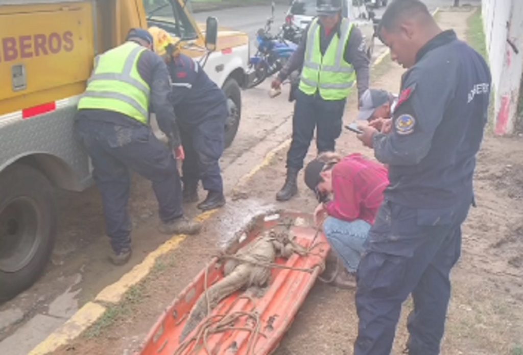 Autoridades capturan una baba en inmediaciones de Mañongo