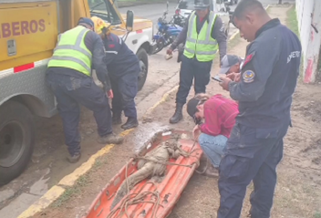 Autoridades capturan una baba en inmediaciones de Mañongo