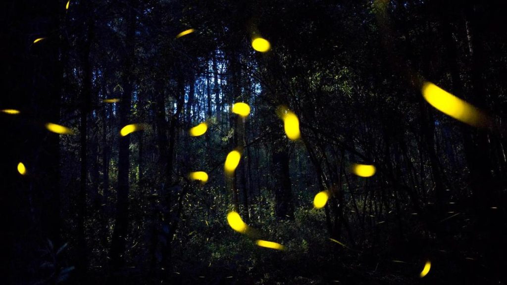 La araña Araneus ventricosus manipula a las luciérnagas macho que caen en su tela para que emitan un tipo de luz para engañar a otras