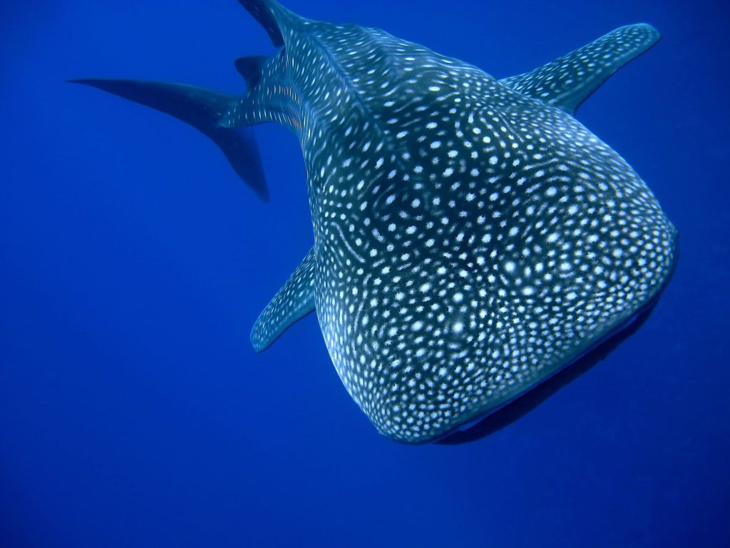 El 30 de agosto se conmemora el Día Internacional del Tiburón Ballena, una fecha para reconocer y proteger al pez más grande del mundo