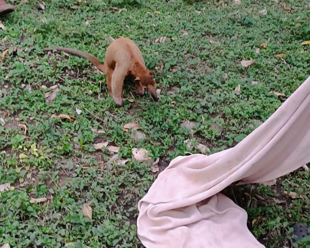 Oso hormiguero