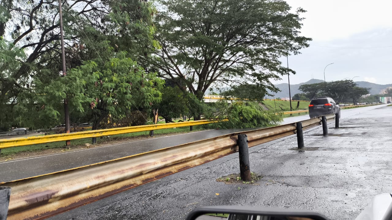 Colapso de una sección de un arbol obstruyó vía en inmediaciones del Colegio de Abogados