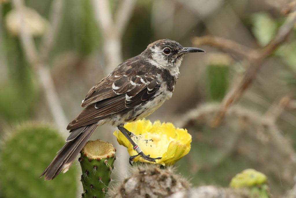 aves