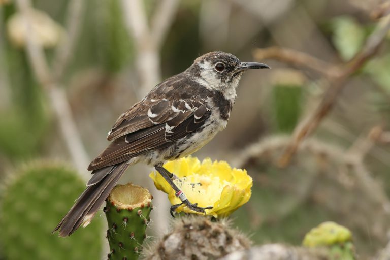 aves