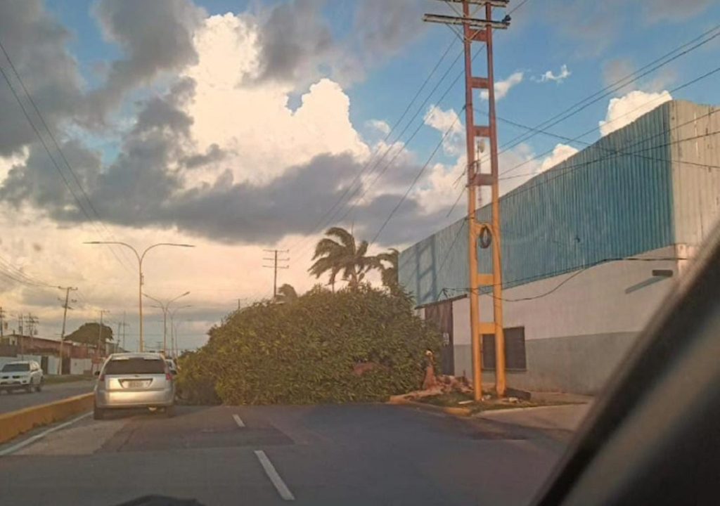 Árbol de gran tamaño obstaculizó vialidad en el sector La Quizanda de Valencia