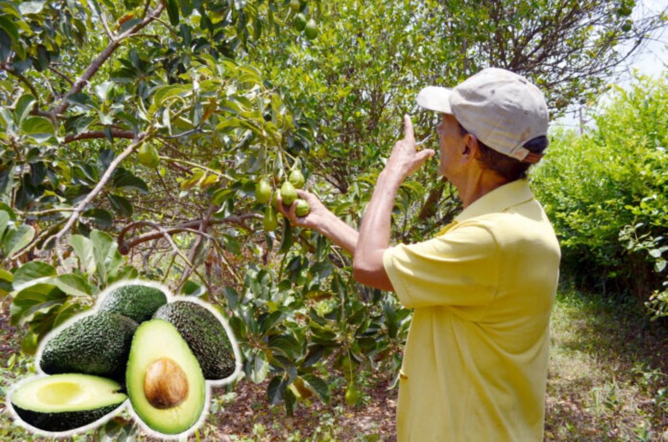 Productores de aguacate de Yaracuy reportaron la baja cosecha obtenida durante los primeros meses del año por la intensa sequía