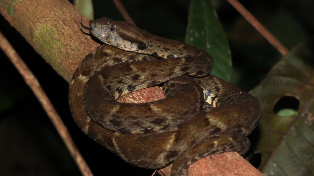 Serpiente mapanare mordió a habitante del sector Guataparo de Valencia