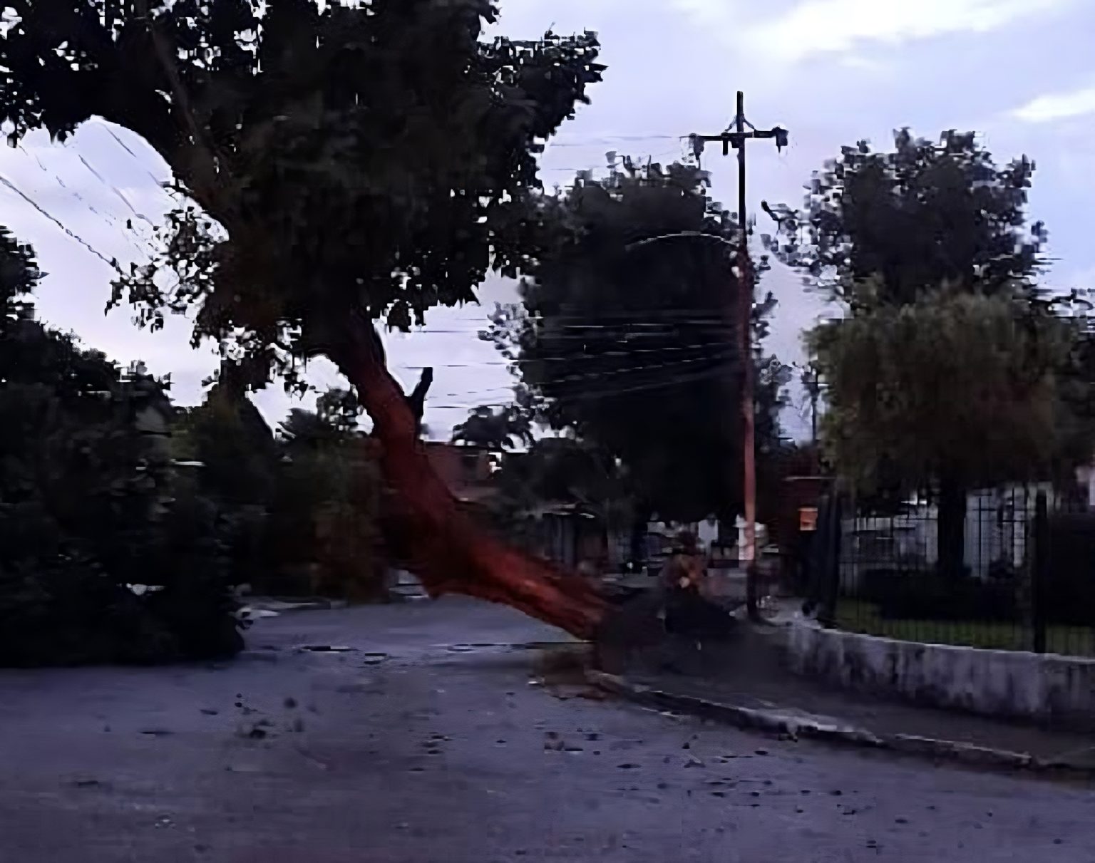 Colapso de un árbol deja sin electricidad a vecinos del Colegio de Enfermeras en Valencia