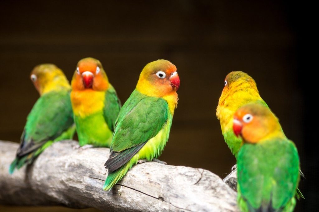 loros habla