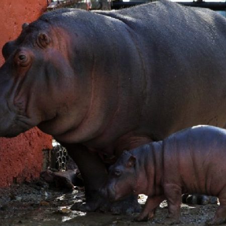 (Foto AFP)