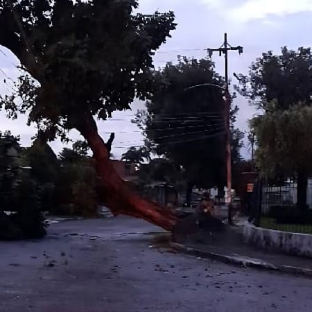 Colapso de un árbol deja sin electricidad a vecinos del Colegio de Enfermeras en Valencia