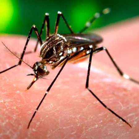 El avance del zika en Latinoamérica, país por país