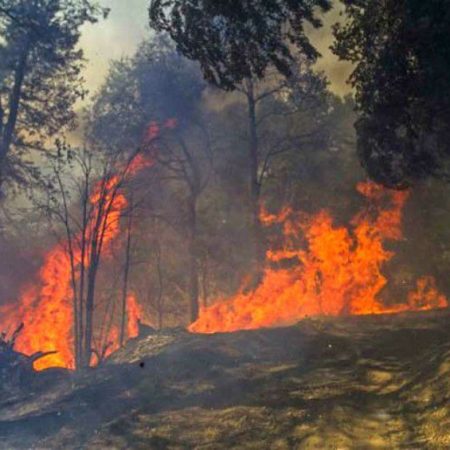 Sunep: Debe decretarse emergencia en Parque Henri Pittier