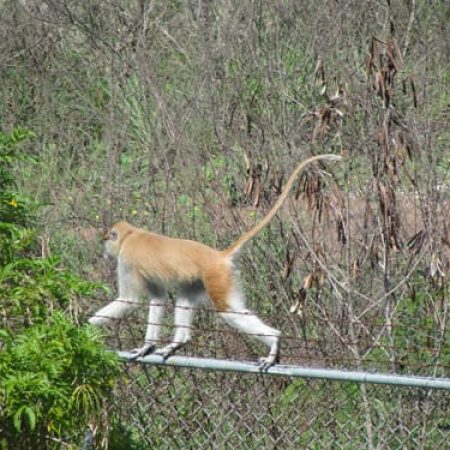 Escapan 30 monos infectados con virus para investigaciones en Puerto Rico