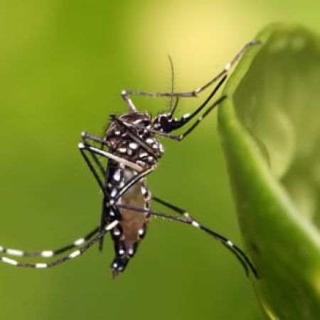 Infectados por dengue aumentaron en las últimas semanas