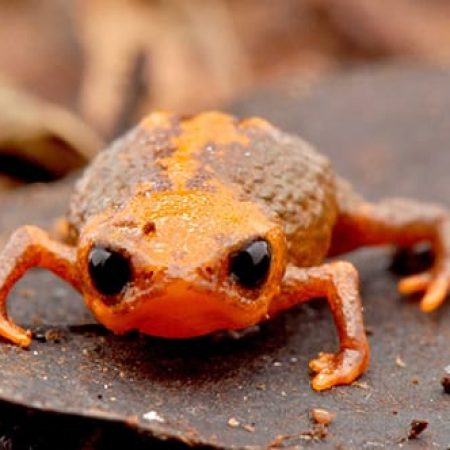 Descubren en Brasil una nueva especie de sapo que mide sólo un centímetro