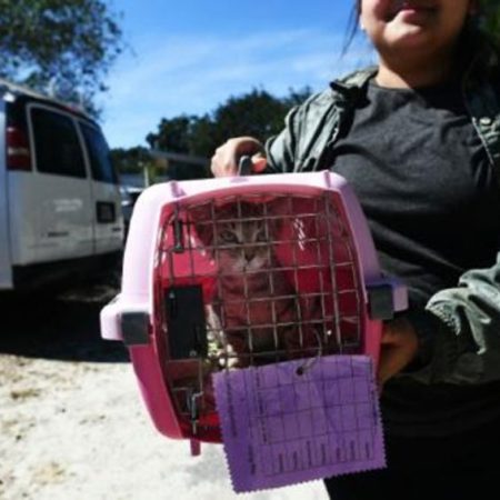 Perros y gatos abandonados encuentran hogar gracias al huracán Matthew