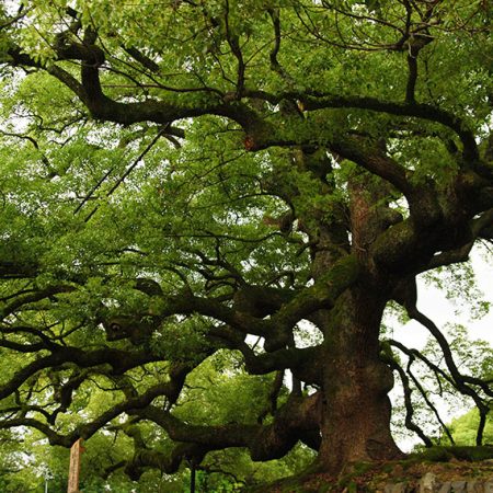 Más de la mitad de especies de árboles de Amazonia en riesgo de extinción
