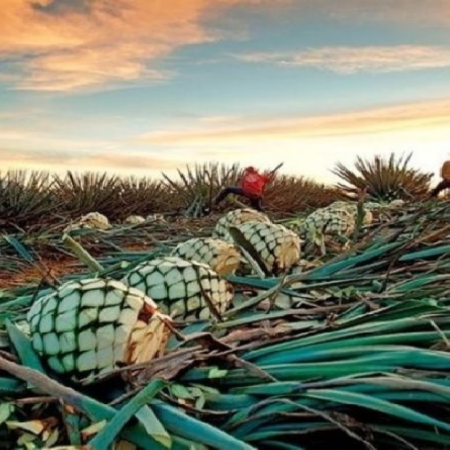 Licor de cocuy