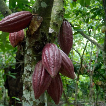 En marzo pasado, el país exportó a Estonia e Indonesia 300 toneladas de cacao, como parte del programa de comercialización internacional de